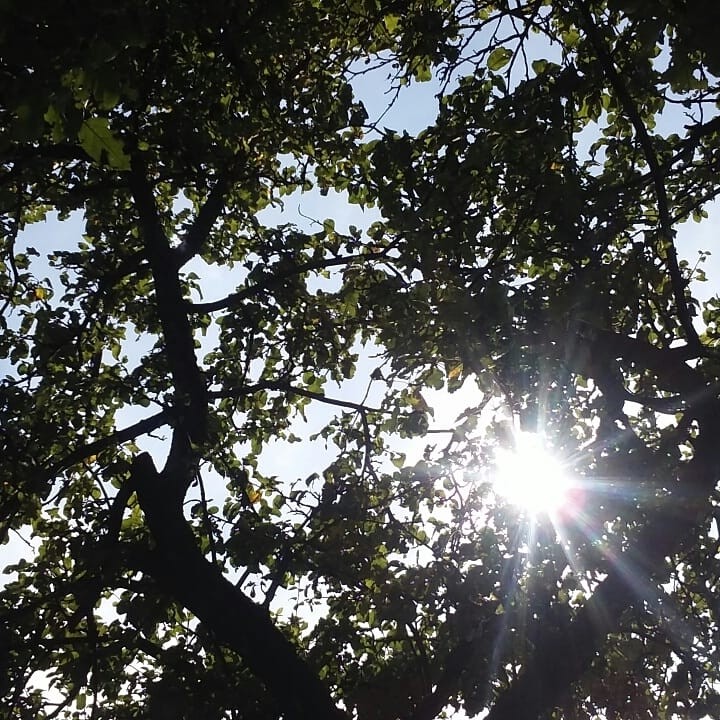 trees