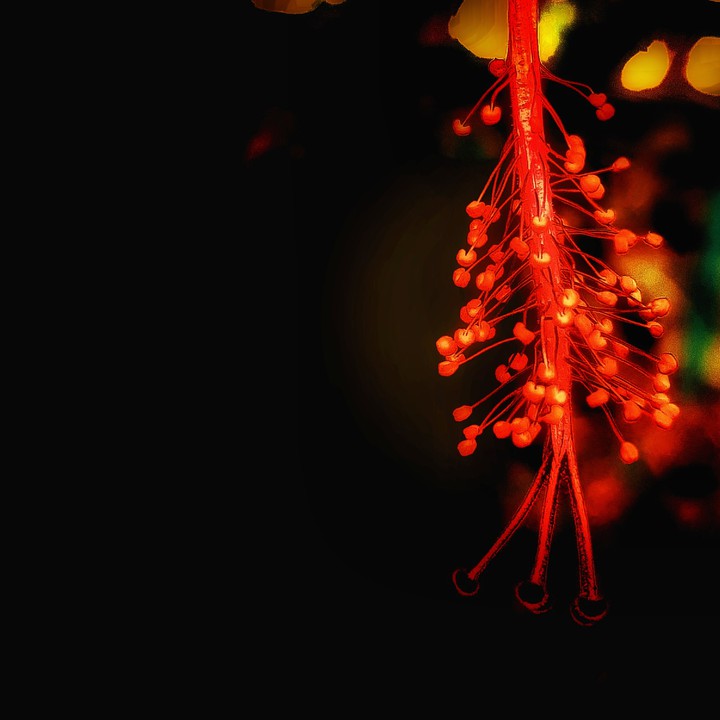 Red rose