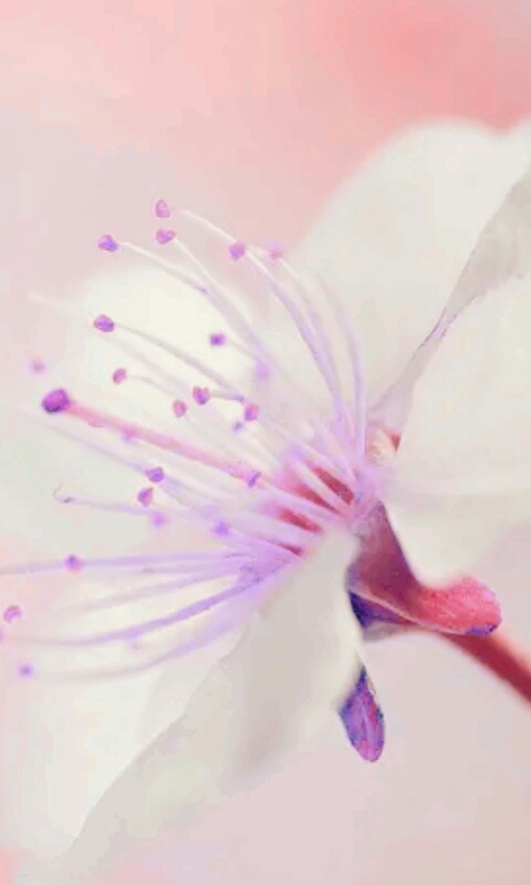 flor violeta
