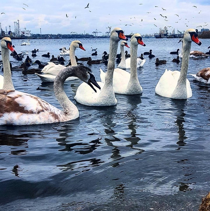 swans