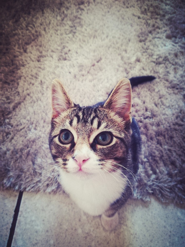 Love cats