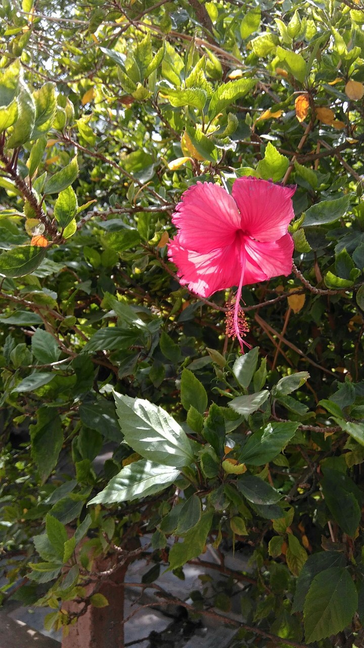 red red hibiscus
