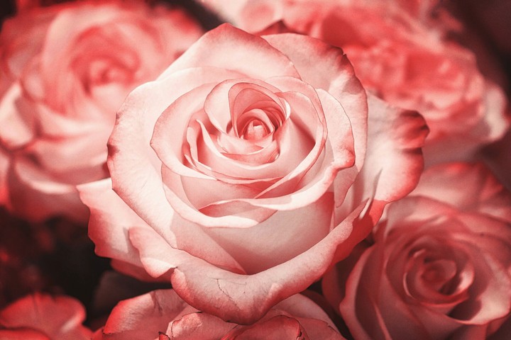 a rose 