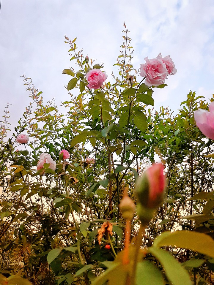 flowers