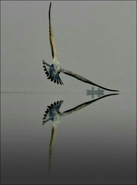 bird, beak桌布