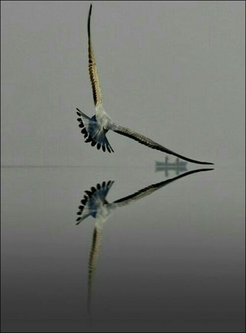 ♥