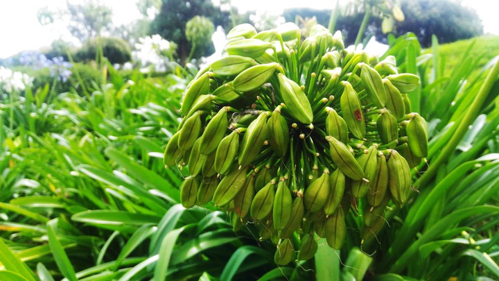 Flower
