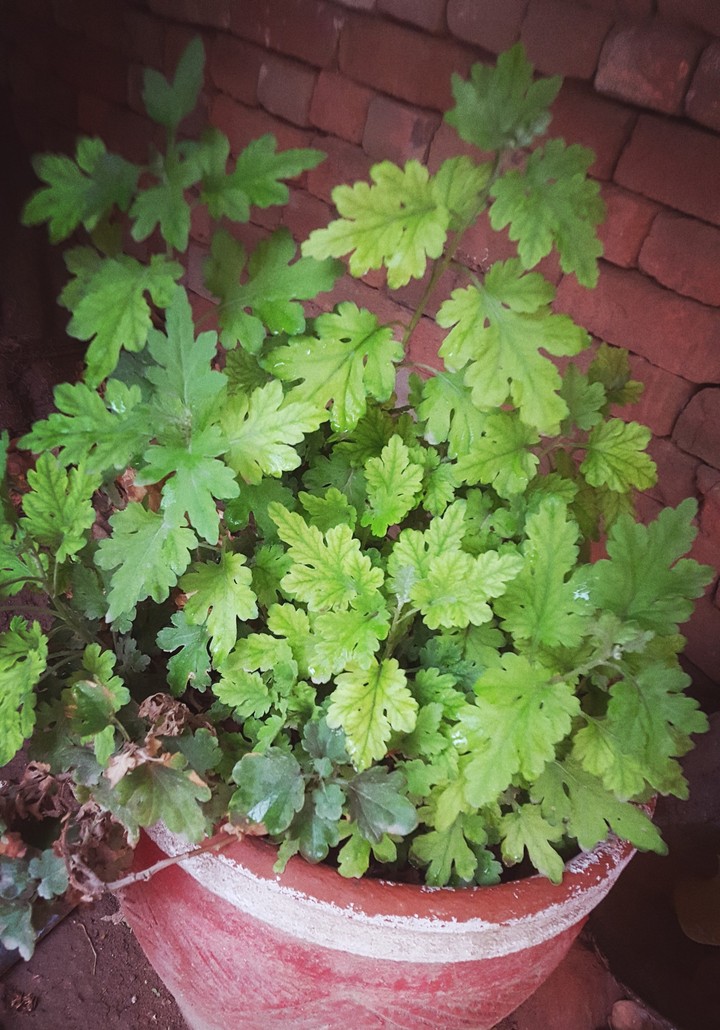 green f