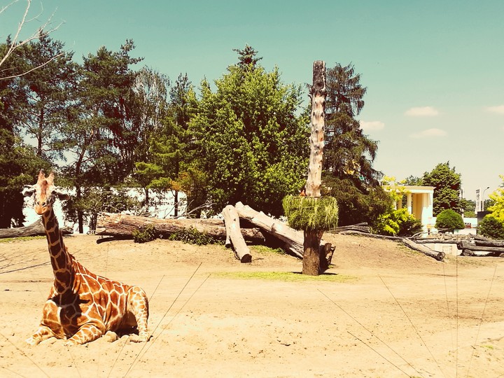 giraffe