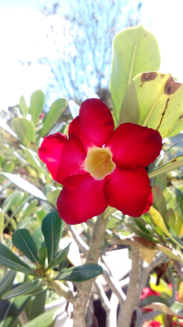 flores del desierto