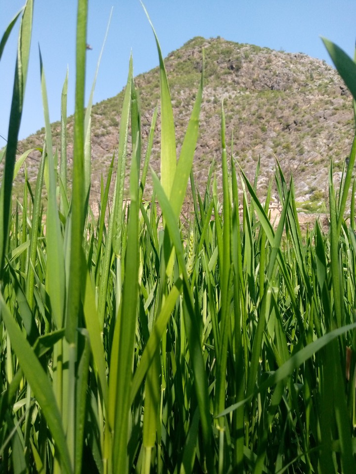 A FAN OF NATURE