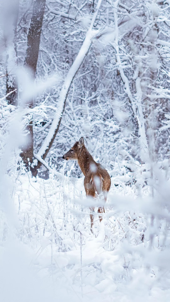 The lovely deer