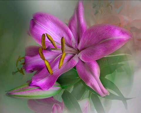 sfondi petal, purple