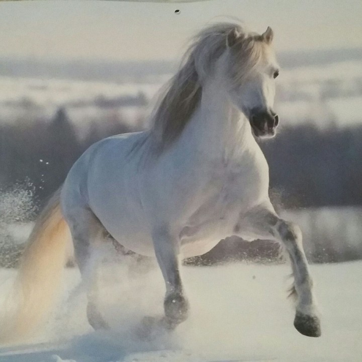 horse