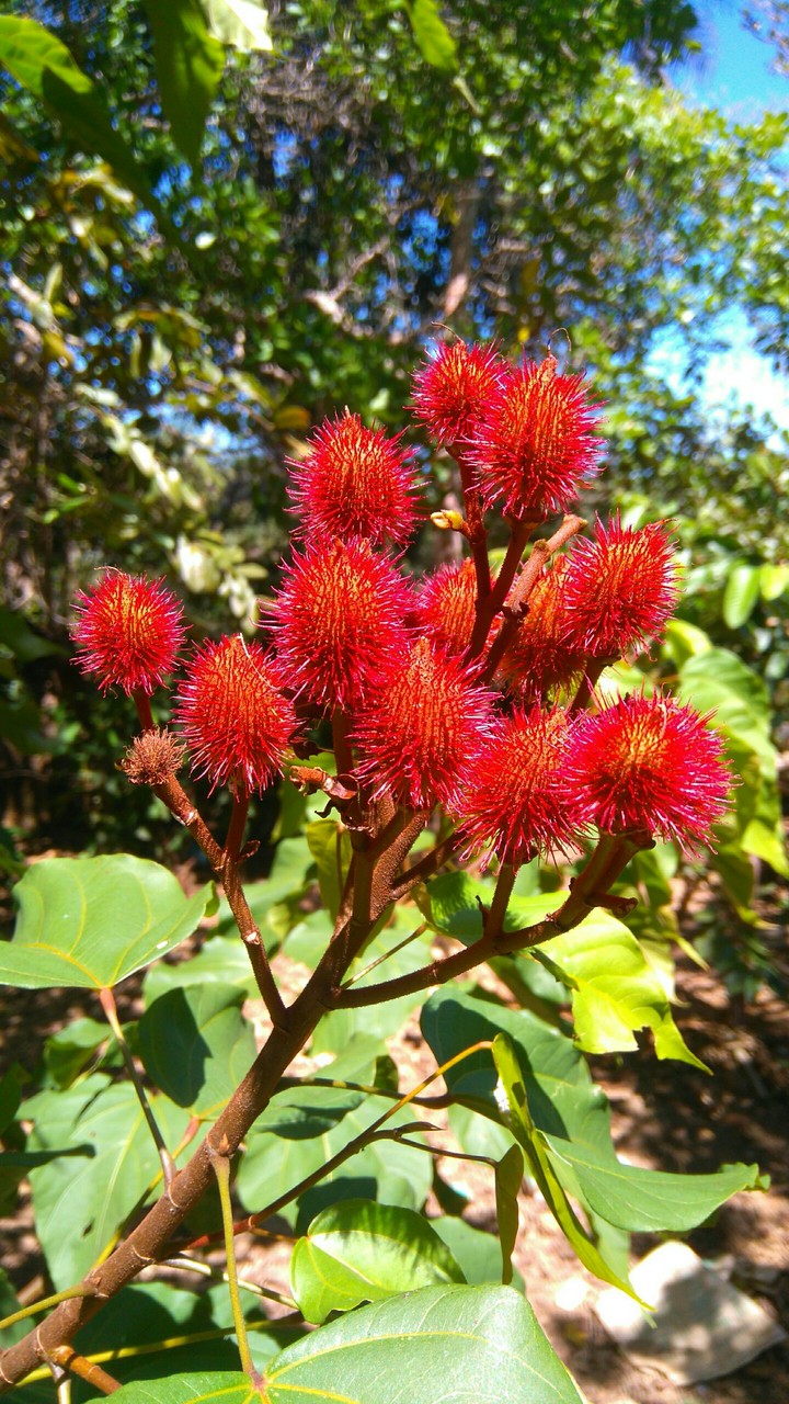 Red Fruits