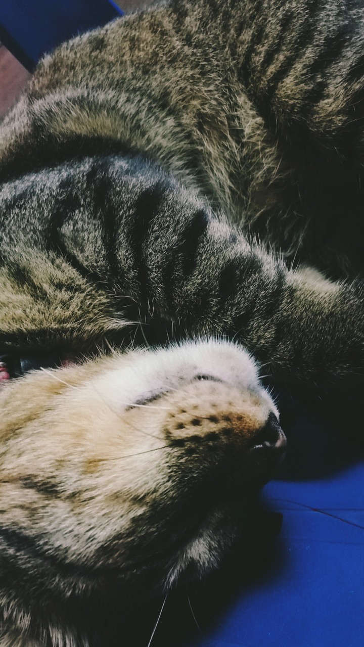Sleepy Cat