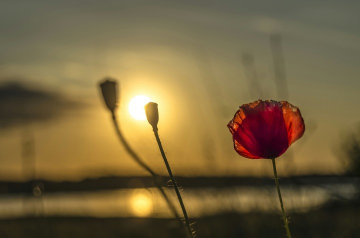 Poppy