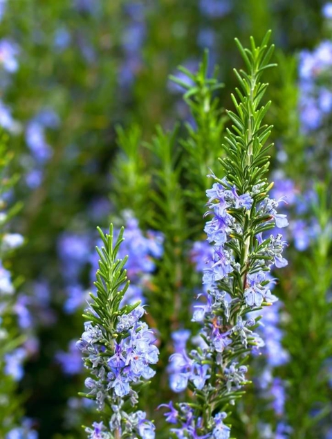 sfondi herb, rosemary