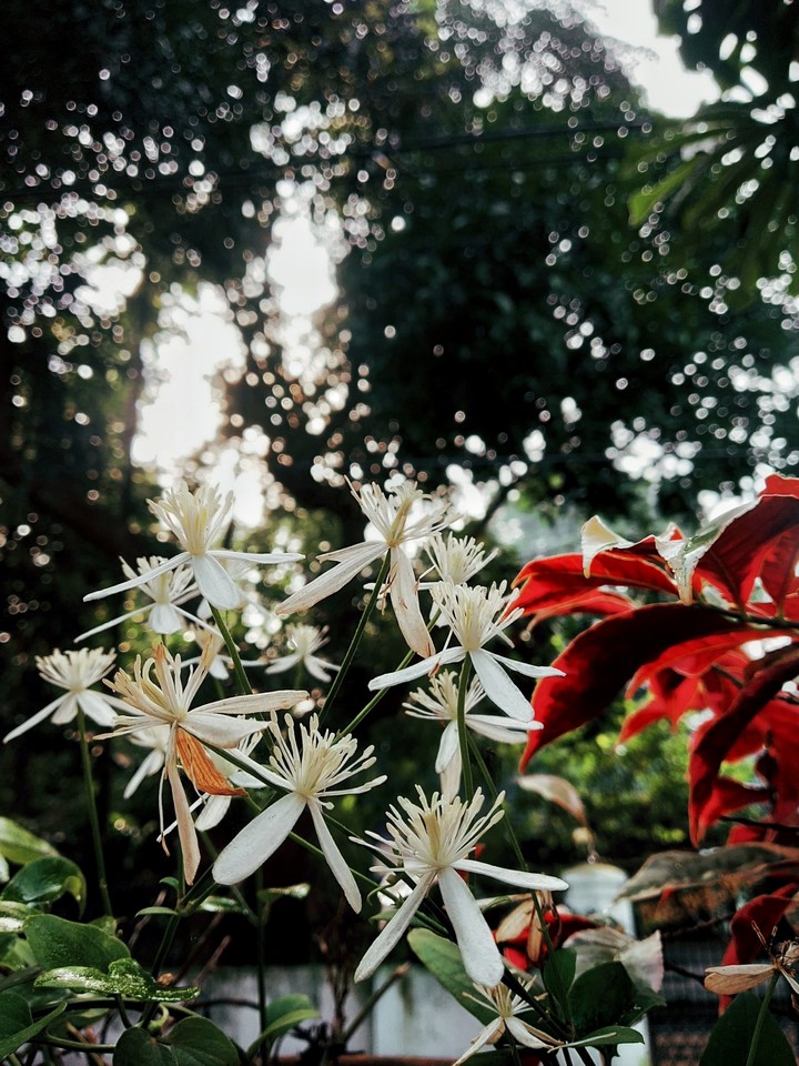 flowers