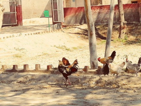 hens