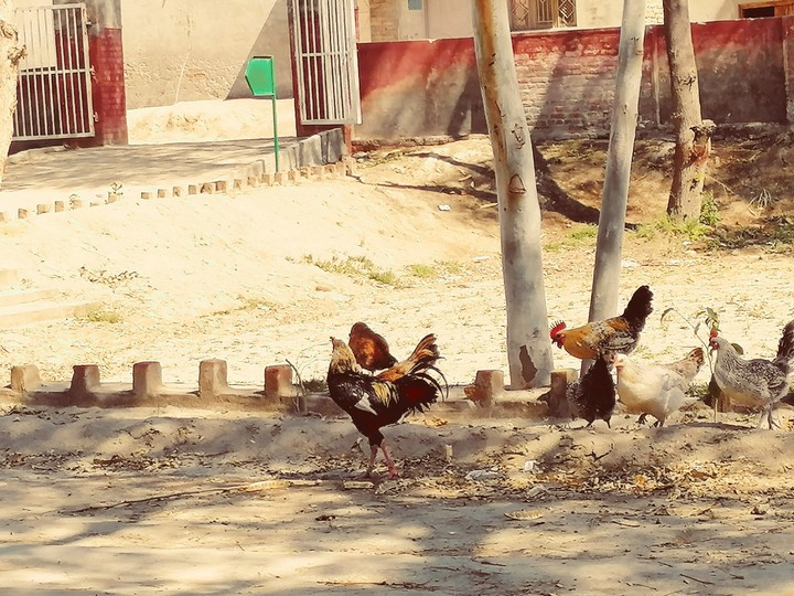 hens