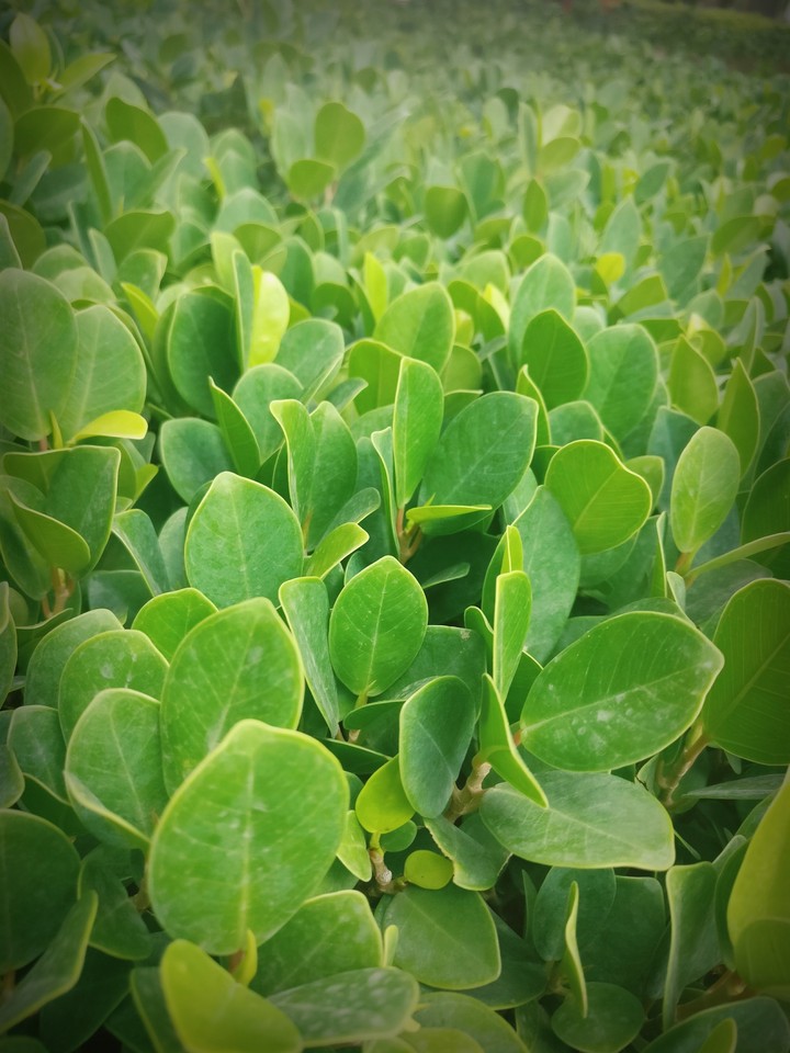 green plants