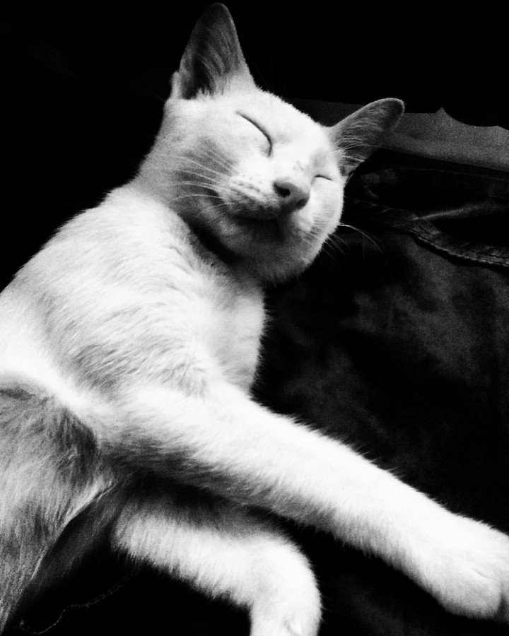 No worries, he's just sleeping 