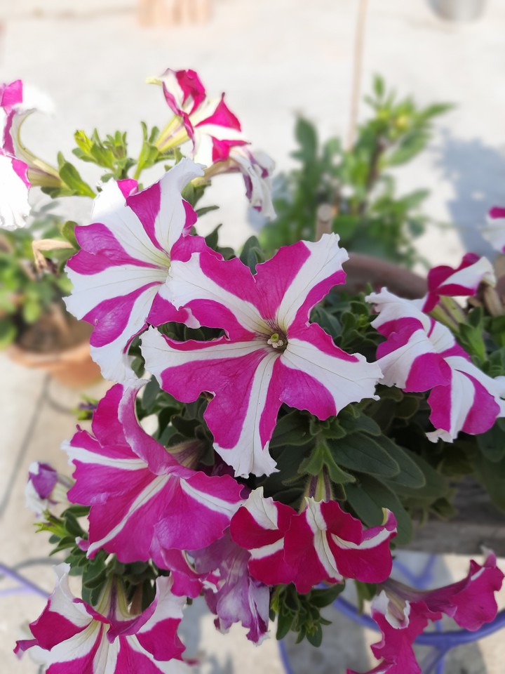 Pink_Petunia
