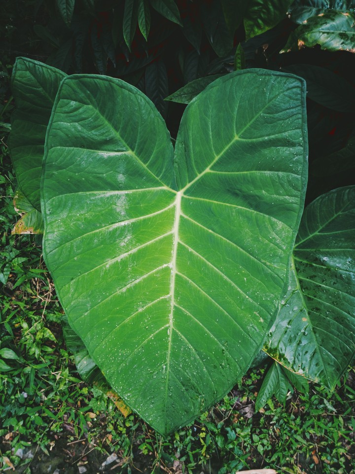 Green leaf