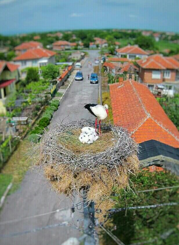 #storks
