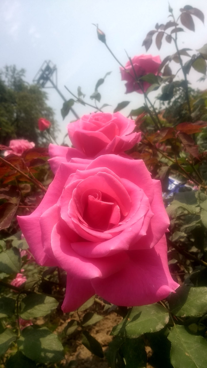 Redness of rose