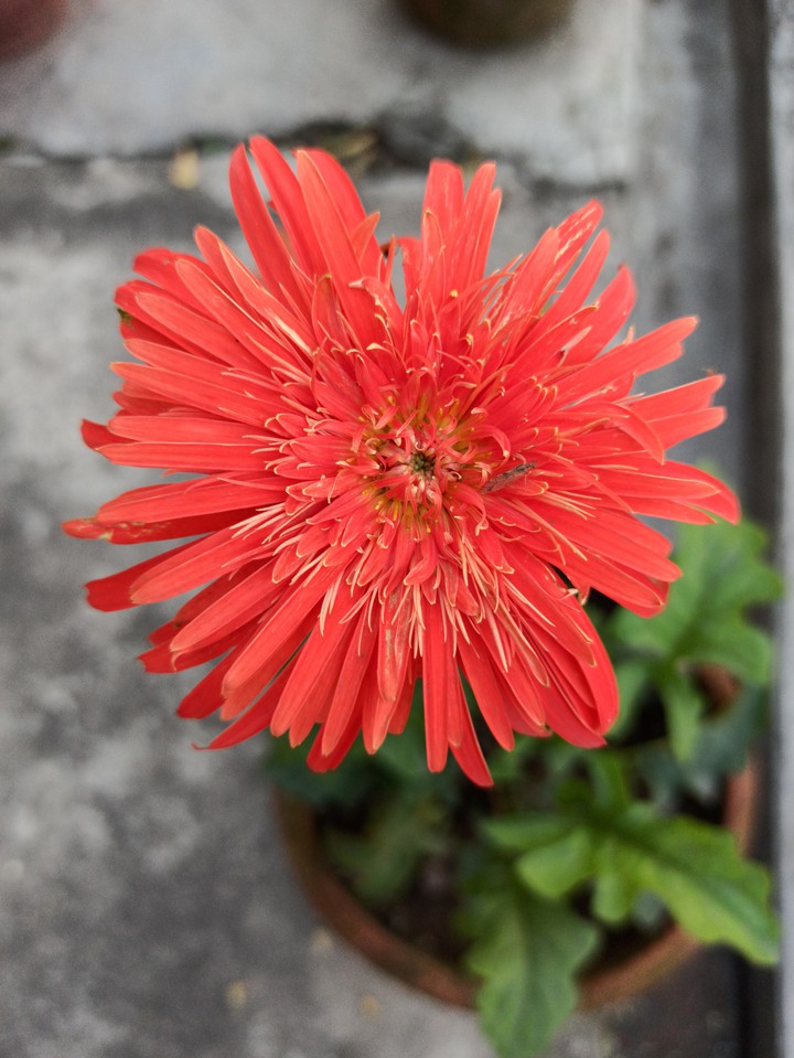 flower