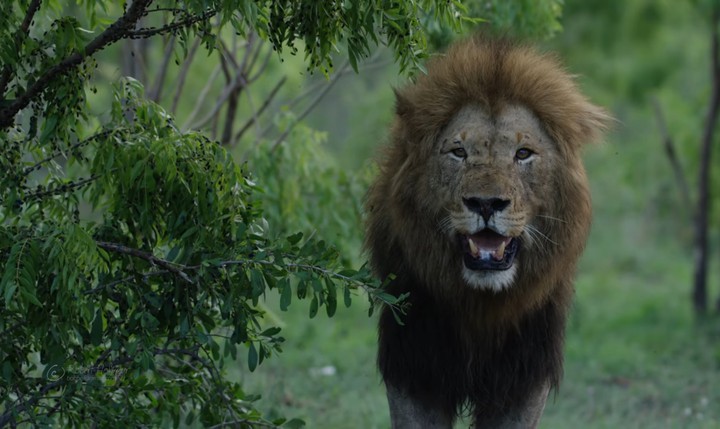 lion