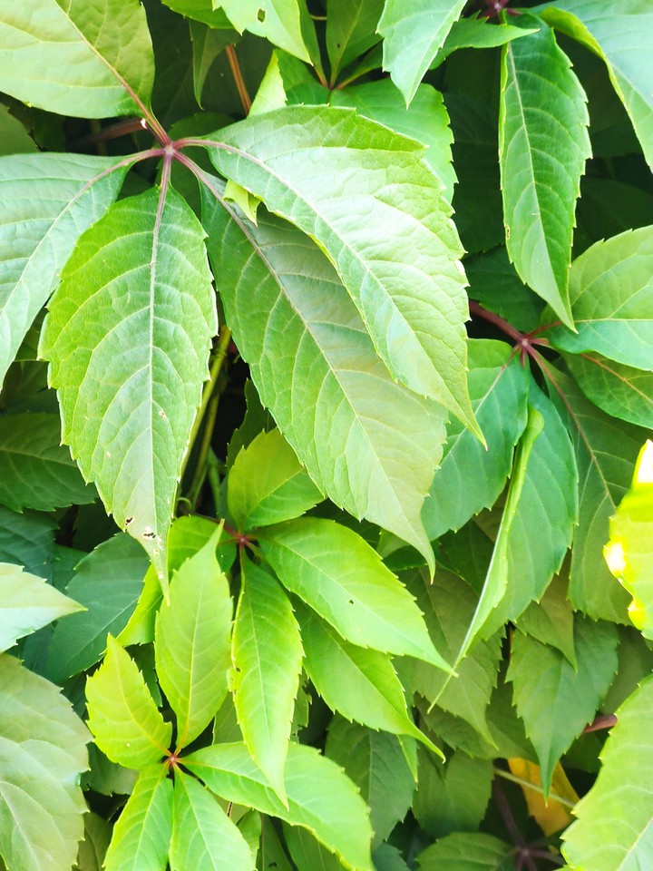 куст