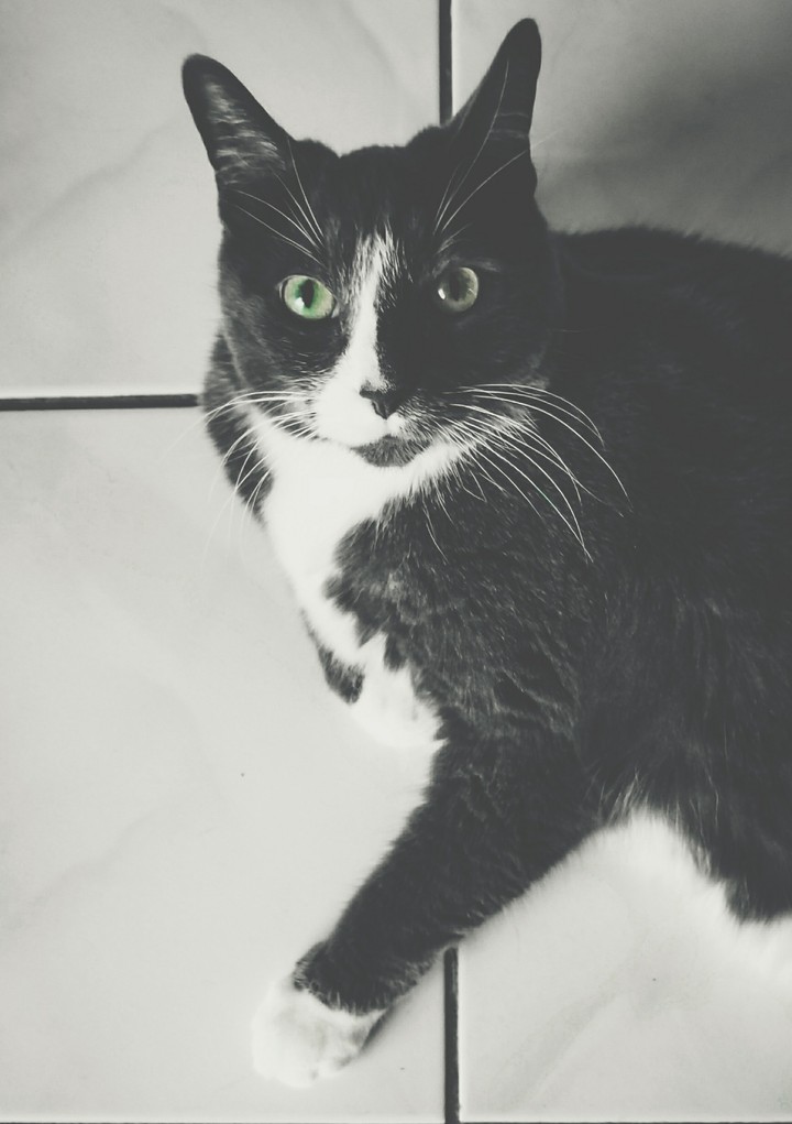 cat