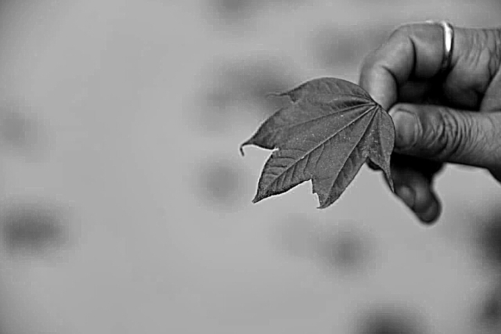 A leaf in hand