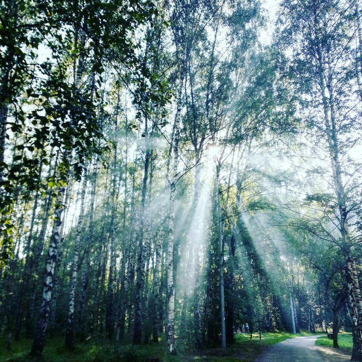 Light in the forest