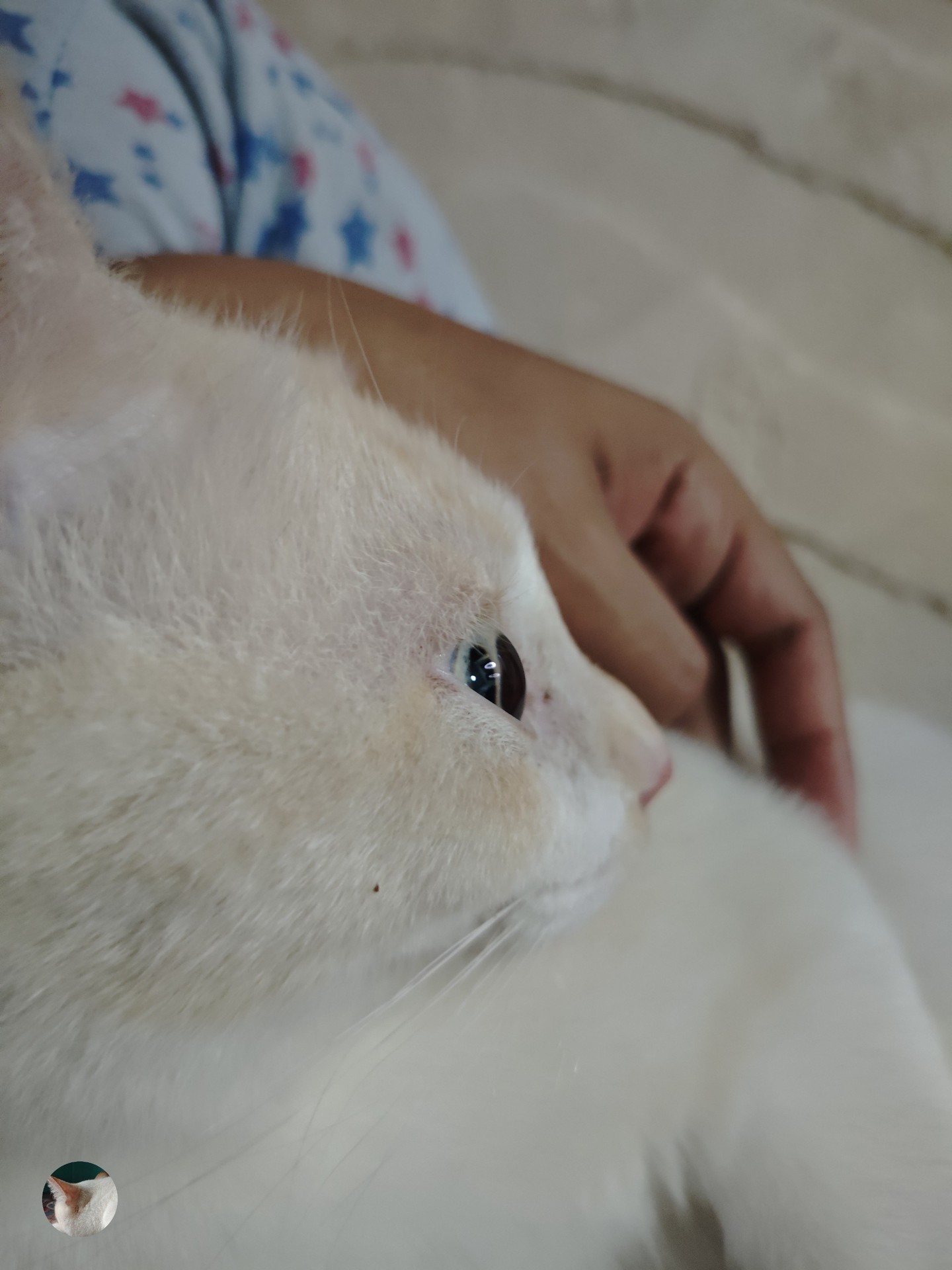 шпалери whiskers, felinae