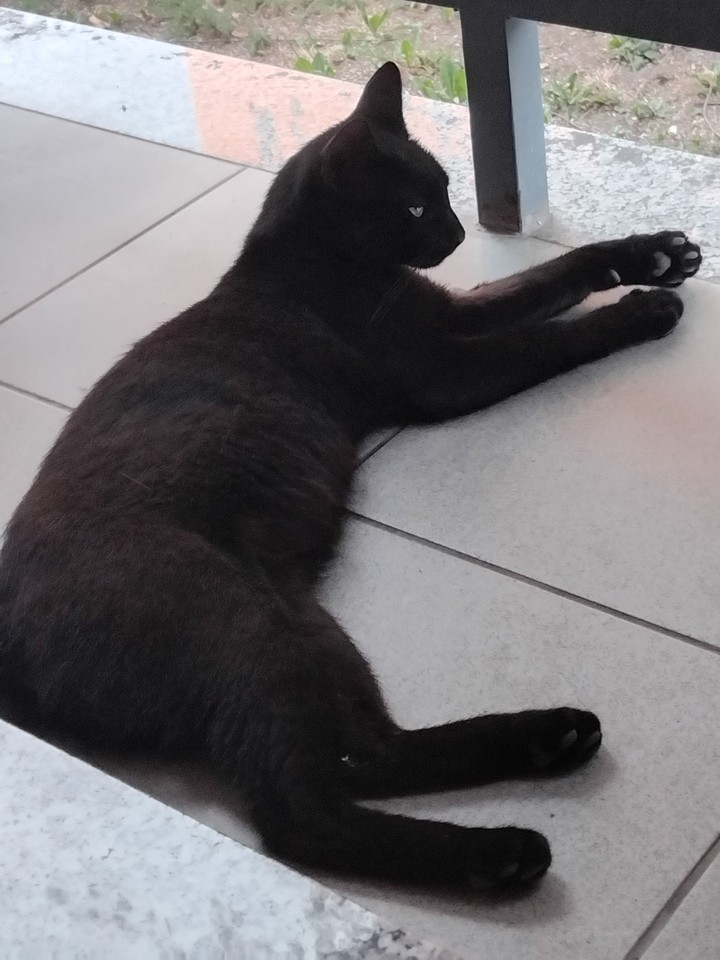 black cat