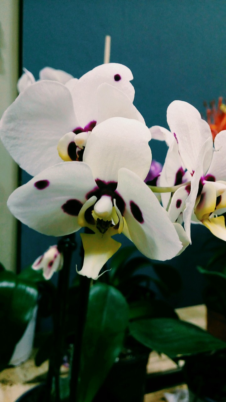 Orquídeas