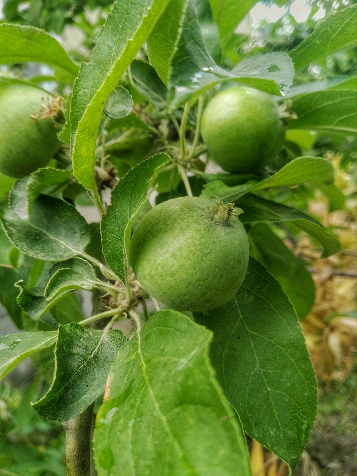 Apple