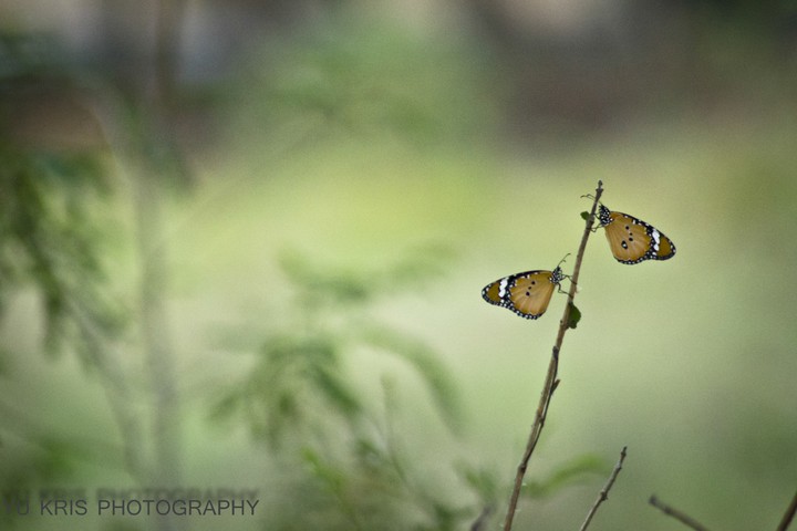 butterflies