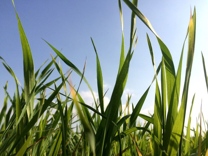 grass