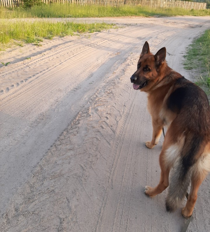 Dog