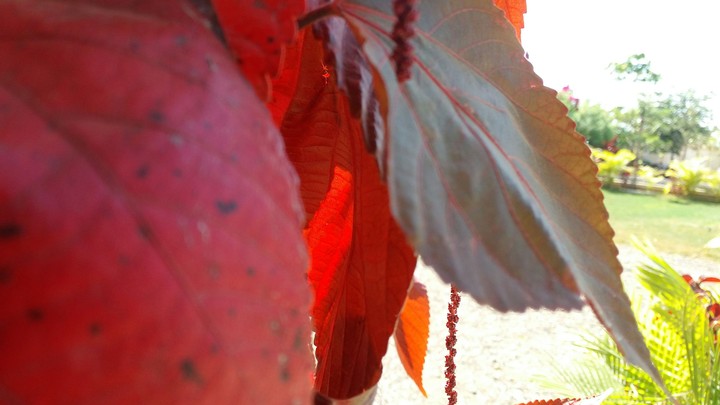Red Leaves