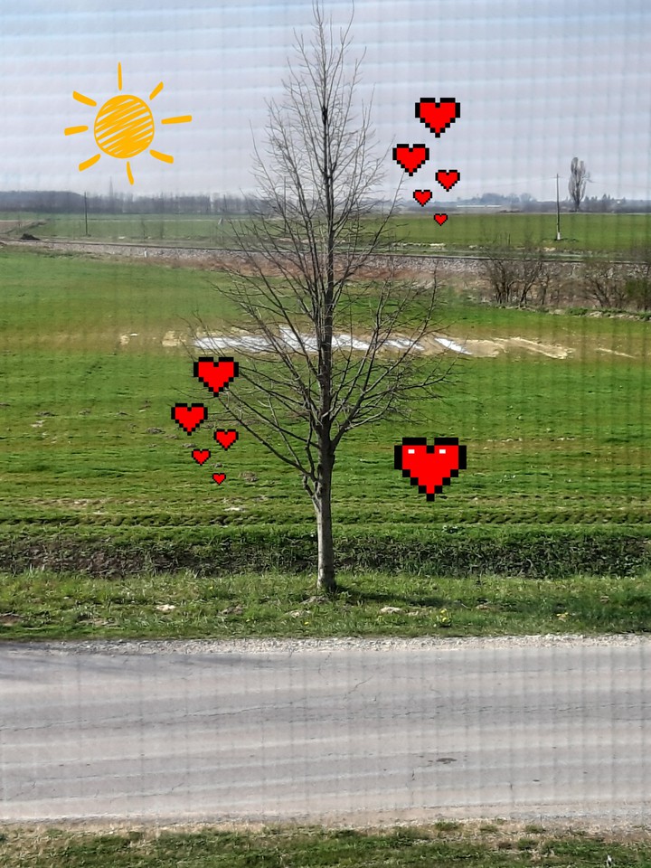 Tree are love you