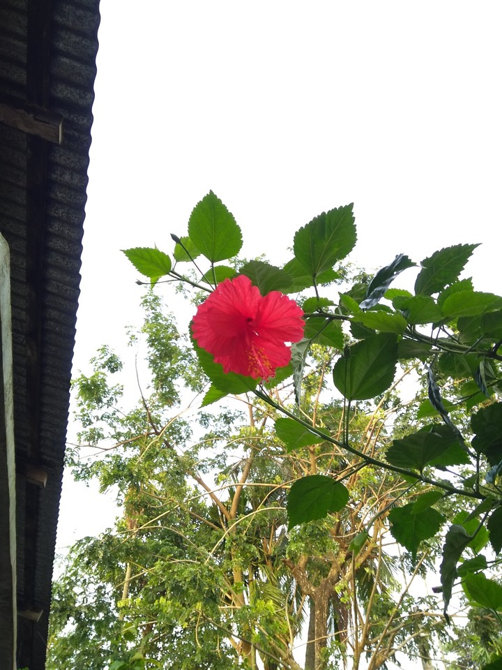 red flower