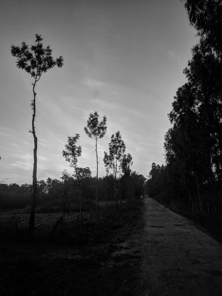 Nature - Black and white