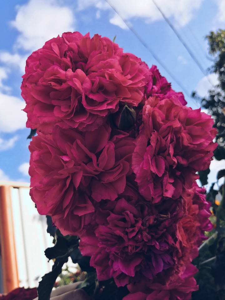 #rose