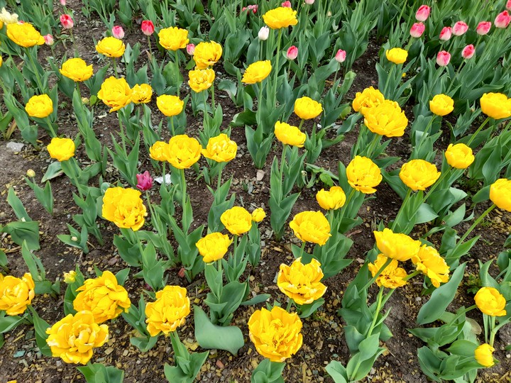 tulip